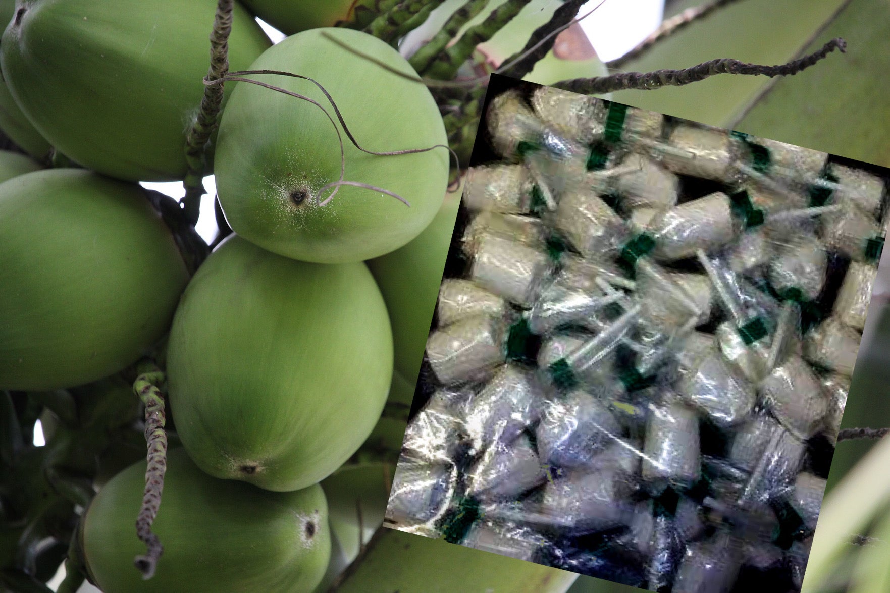 Coconut Lollipops (Pilones de Coco)